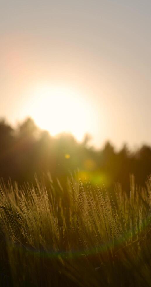 the first spikelets of wheat are illuminated by sunlight at sunset photo