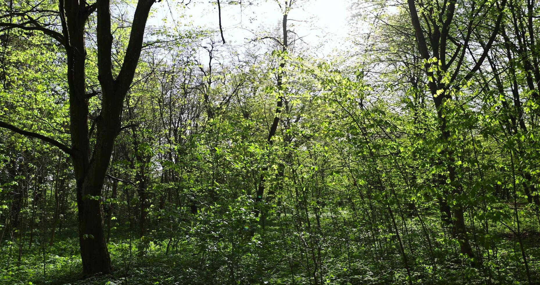 green foliage on trees during spring warming photo
