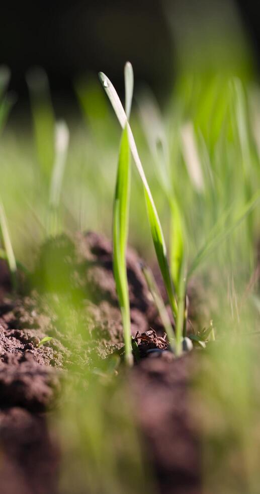 new rows of wheat in the field photo