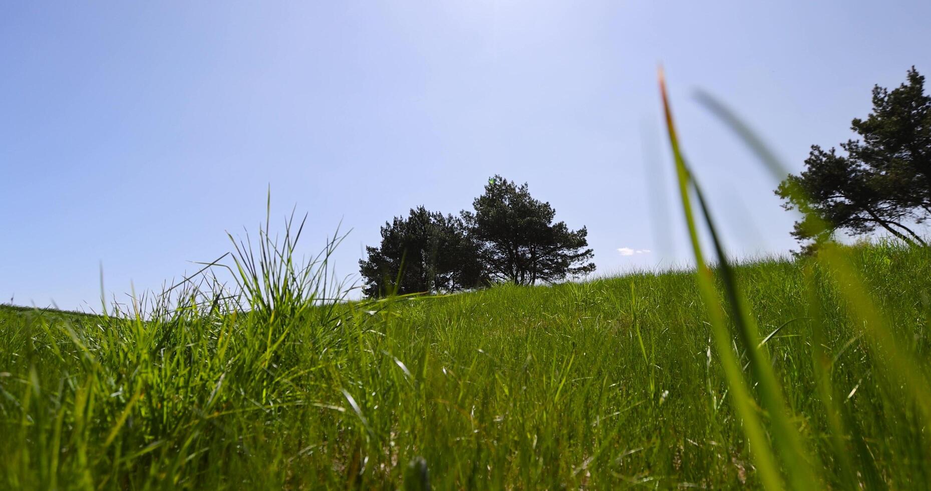 part of a field with green grass in sunny weather photo