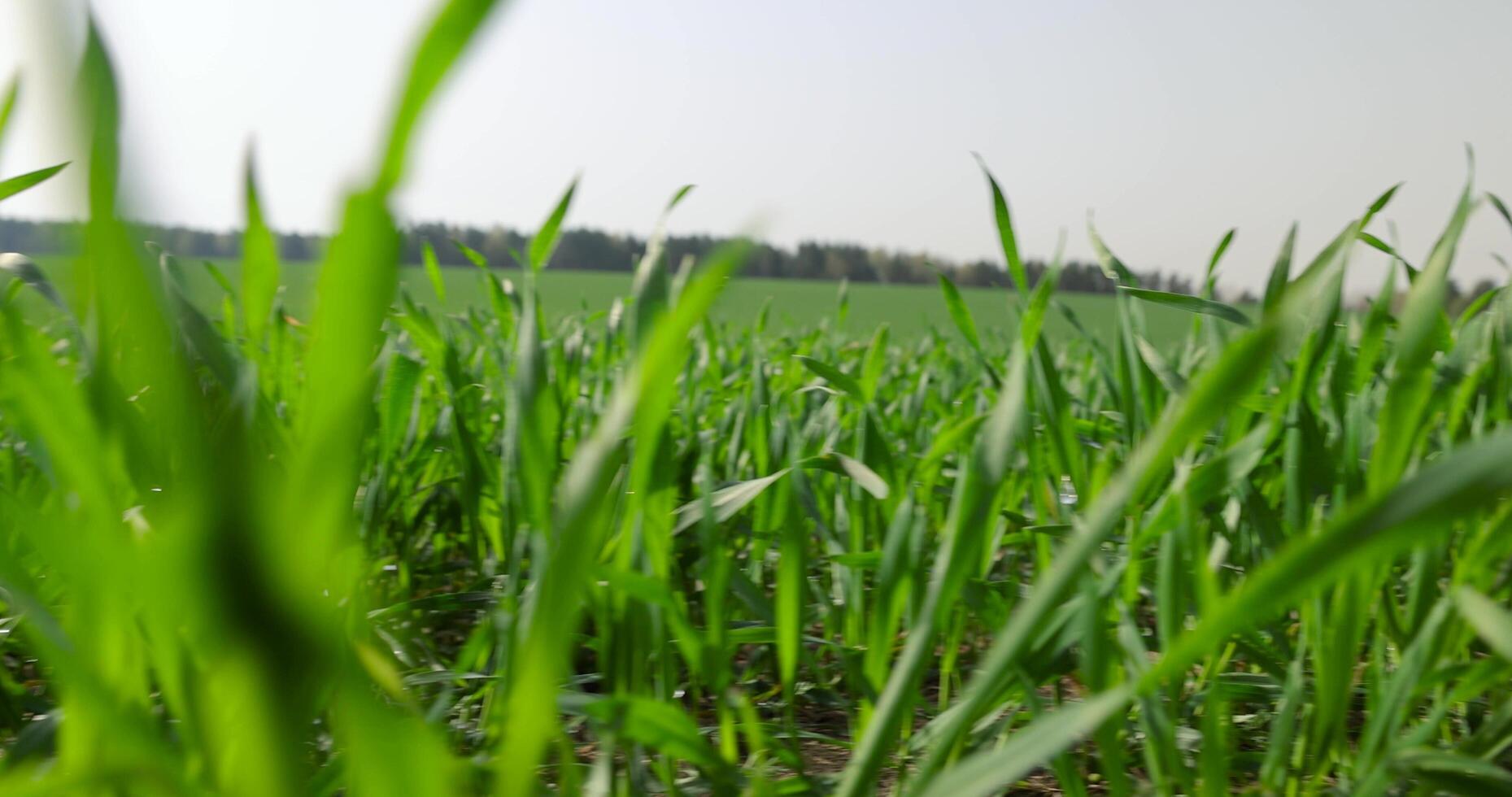 a field with a new crop of rye in Europe photo