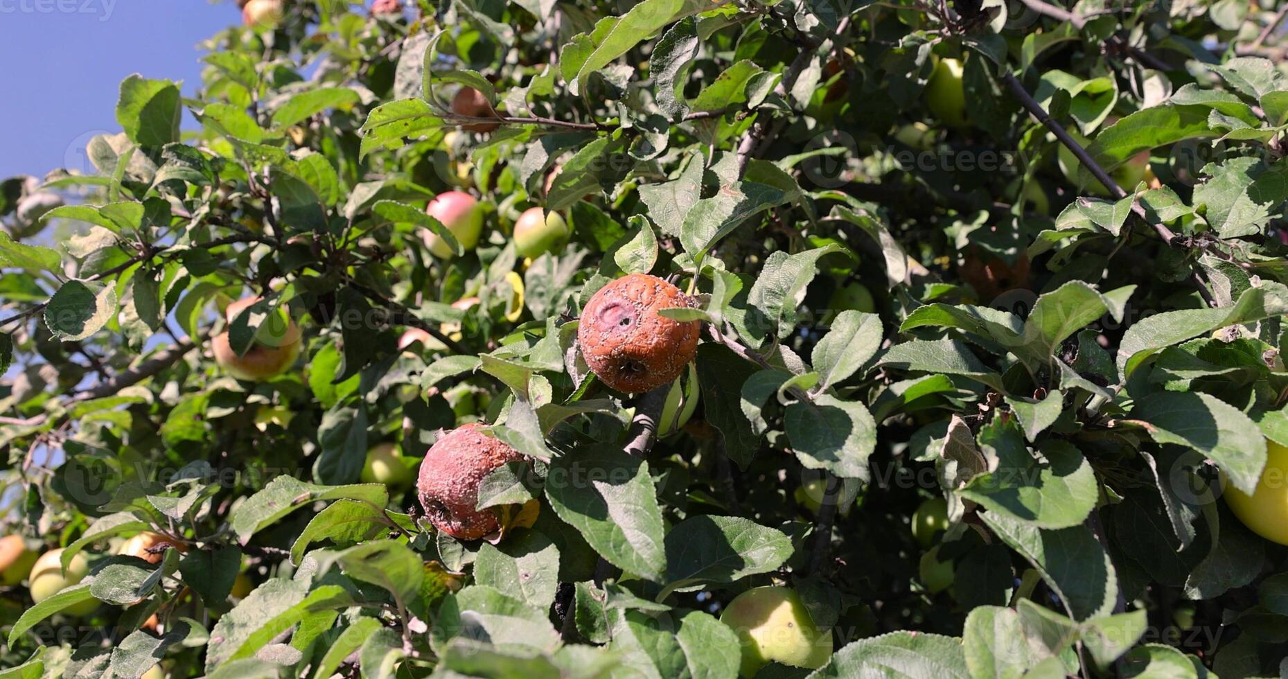 red ripe apples that have rotted on the branches photo