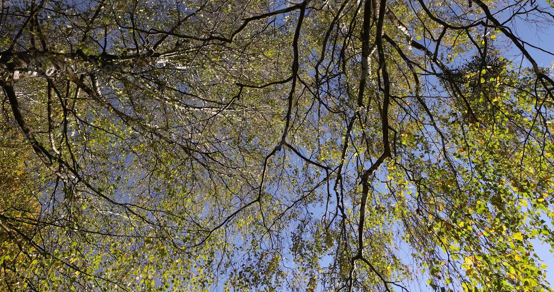 yellowing birch foliage against a blue sky in sunny autumn weather photo