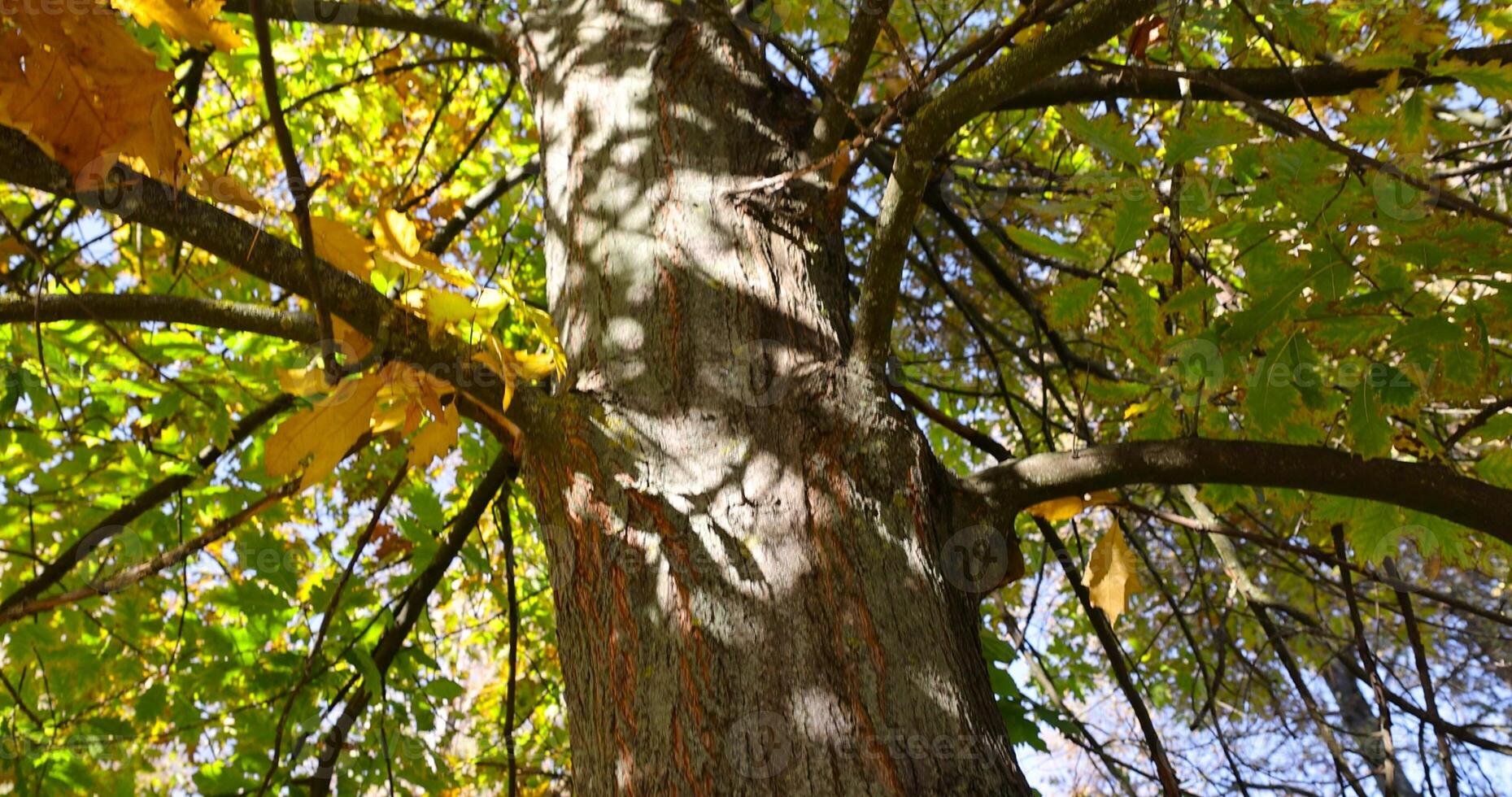 yellowing oak foliage against a blue sky in sunny autumn weather photo