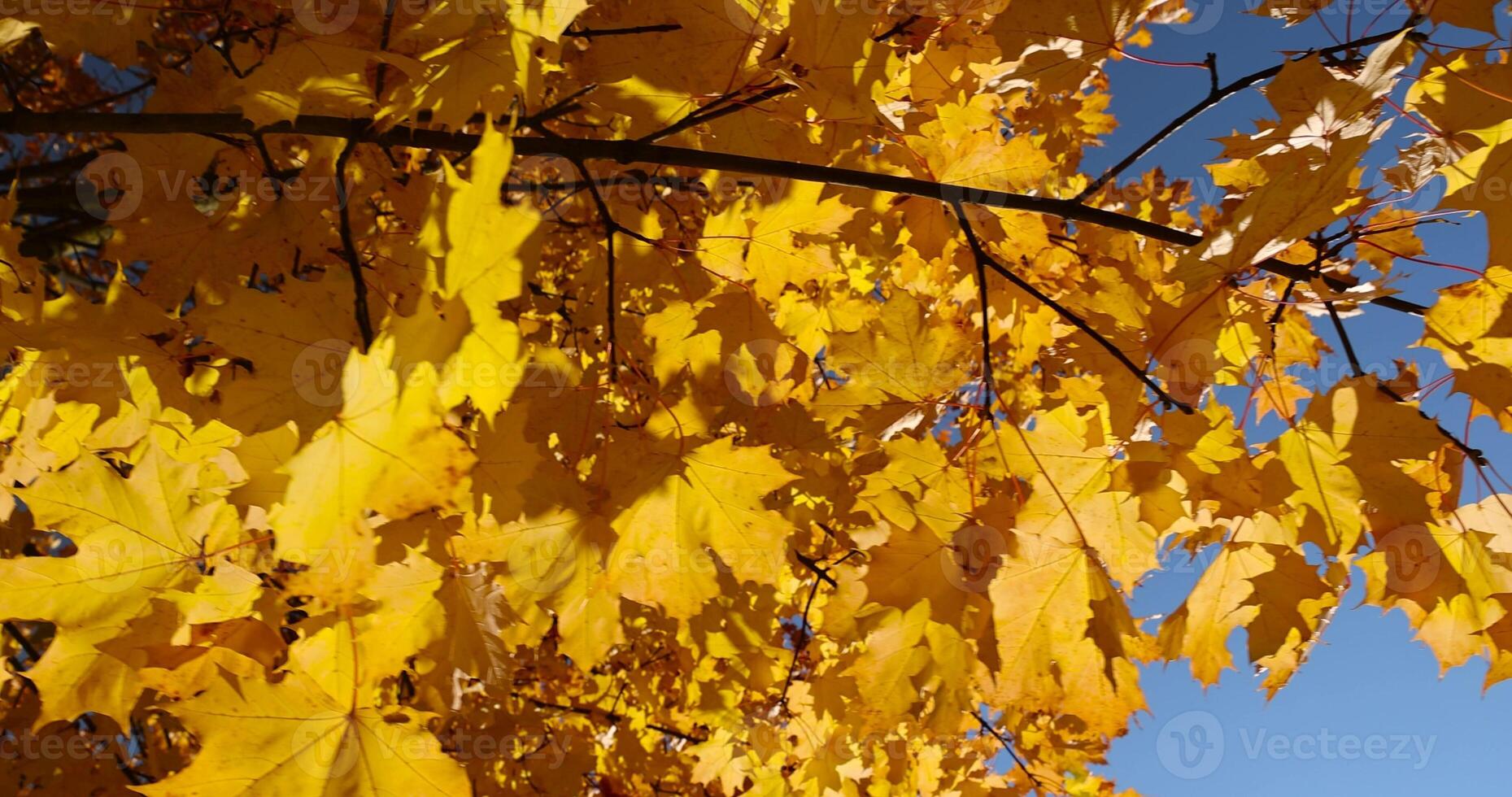 yellowing maple foliage before leaf fall, sunny weather in the park photo