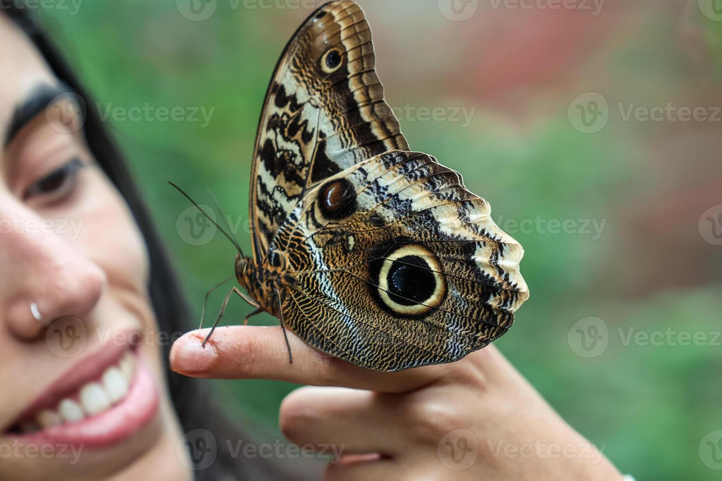 Closeup of an Owl Butterfly Caligo memnon perched on the finger of a young Latina girl photo
