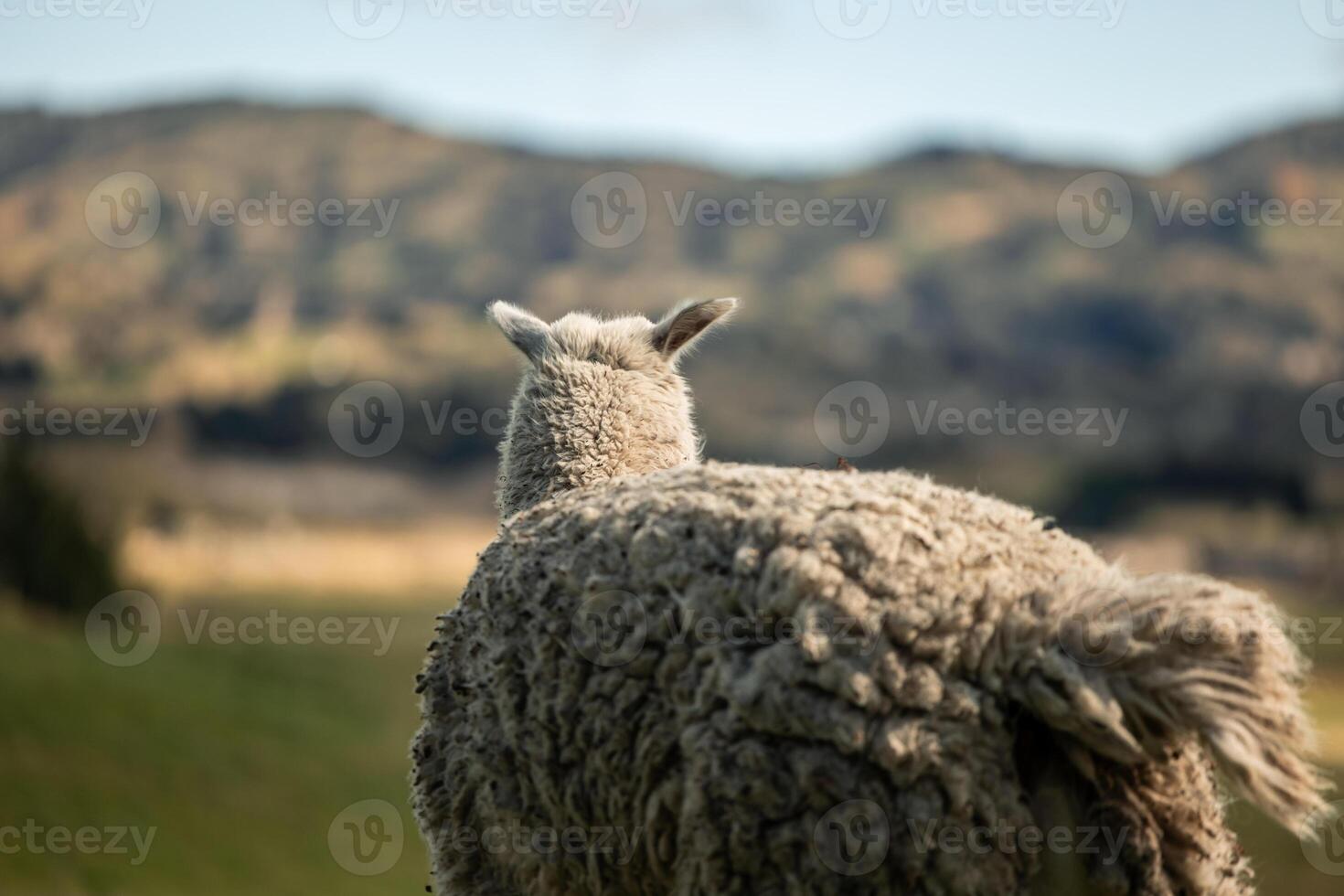 White alpaca seen from behind peacefully overlooking the Ecuadorian Andes photo