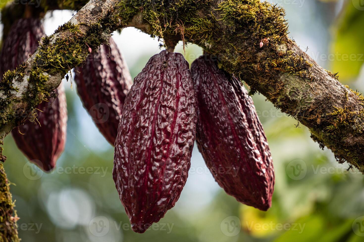 Organic Cacao Fruits Hanging from Tree in Ecuadorian Amazon Rainforest photo
