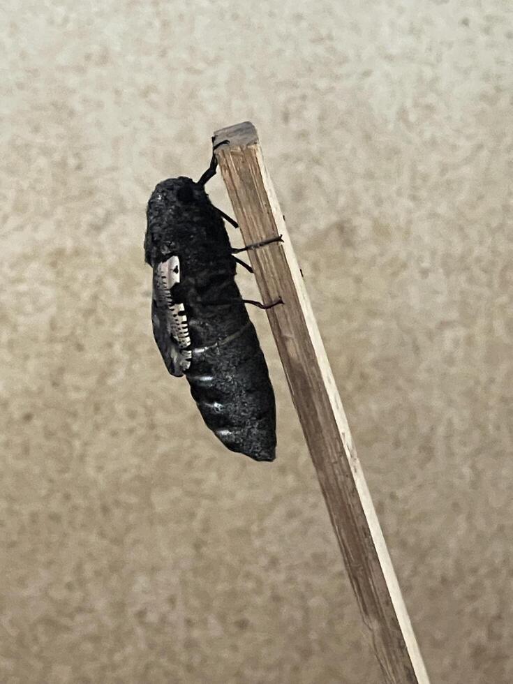 A black bug is on a wooden stick photo
