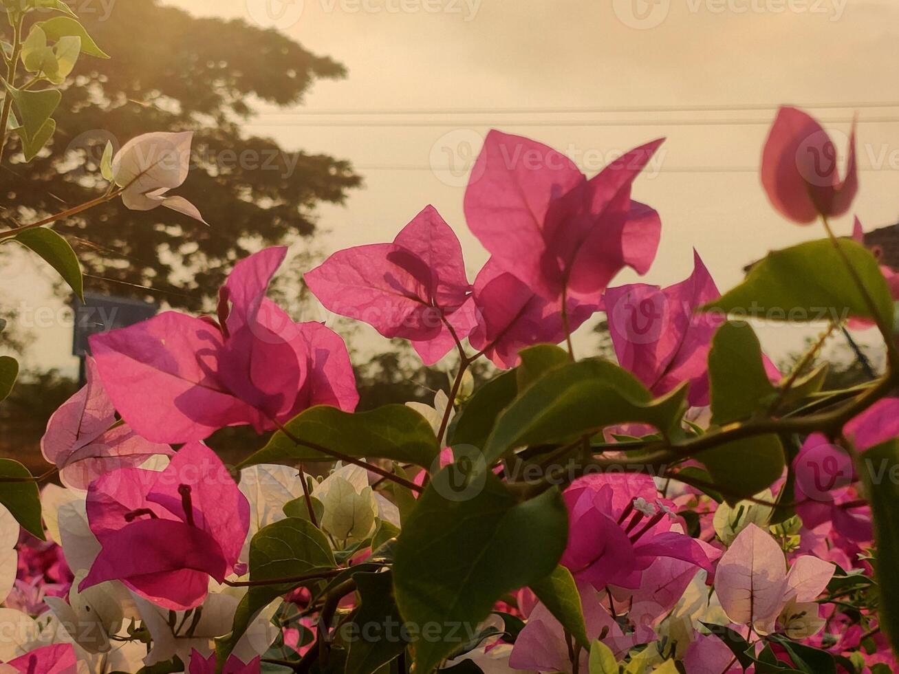 A bunch of pink flowers with green leaves photo