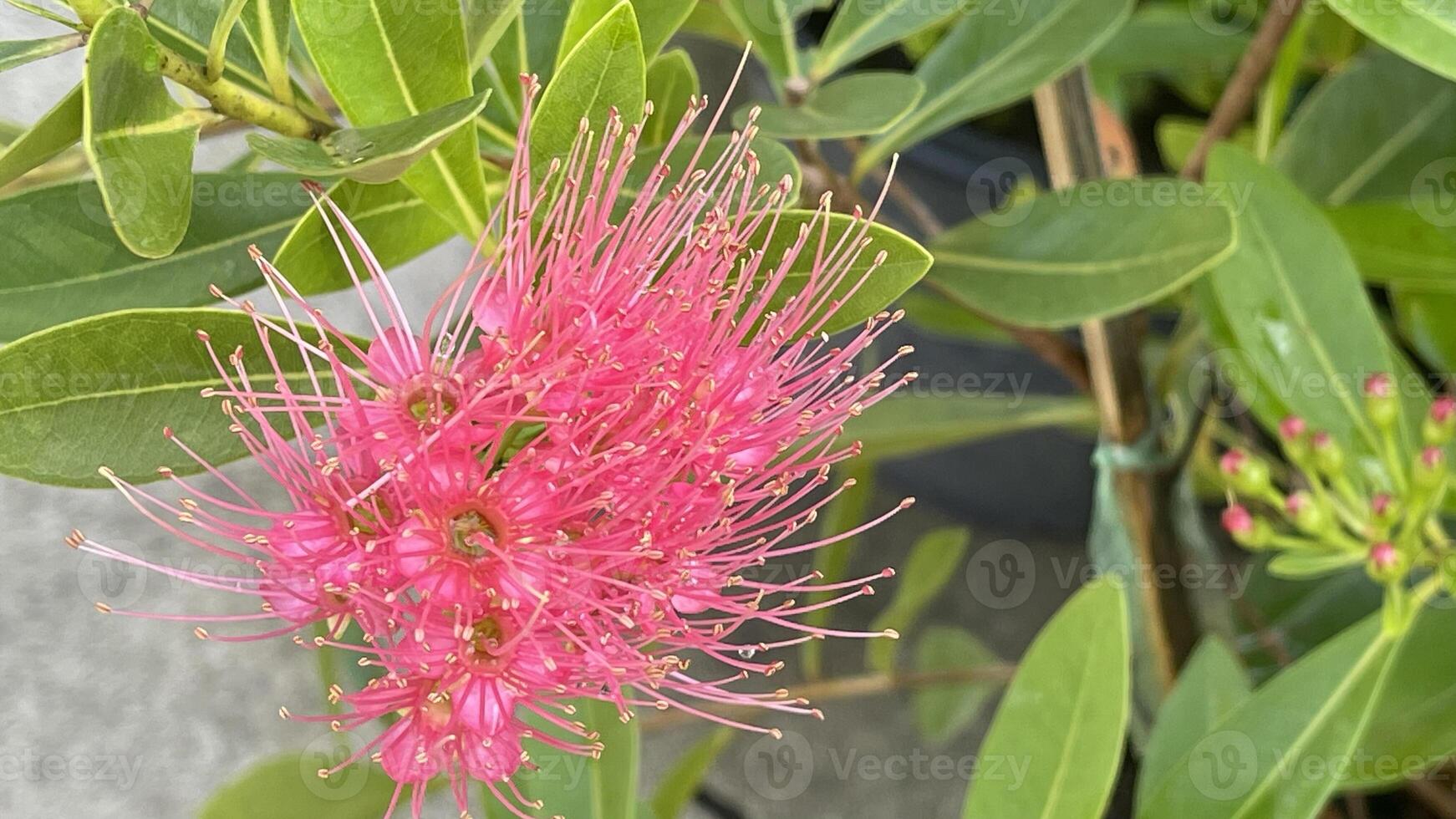 A pink flower with a green stem photo