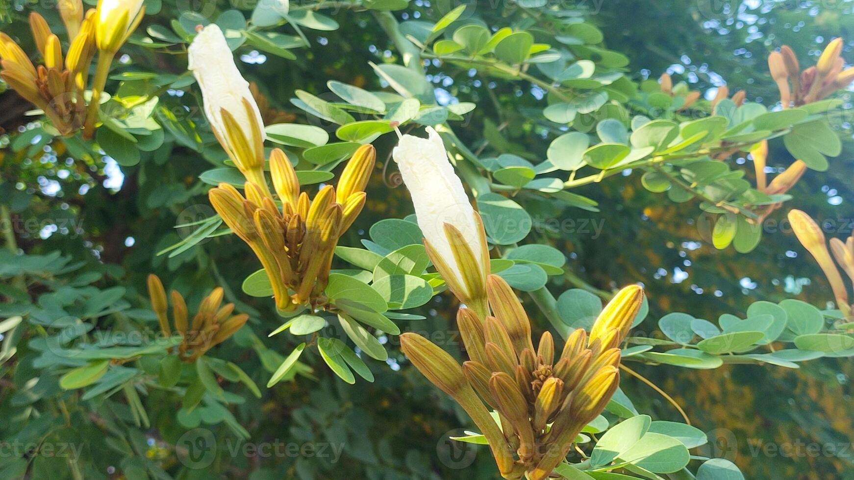 A tree with green leaves and yellow flowers photo