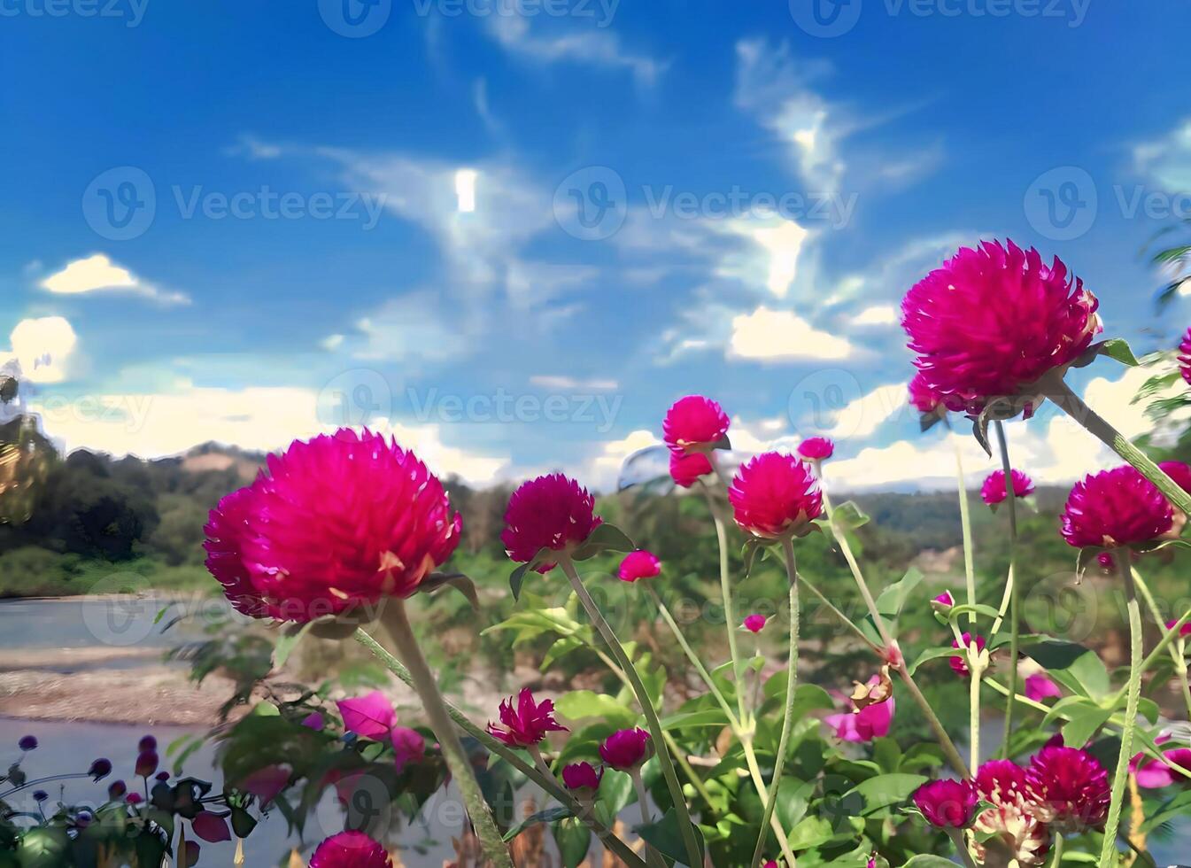 Close-up of fuchsia flowers on clear blue sky photo