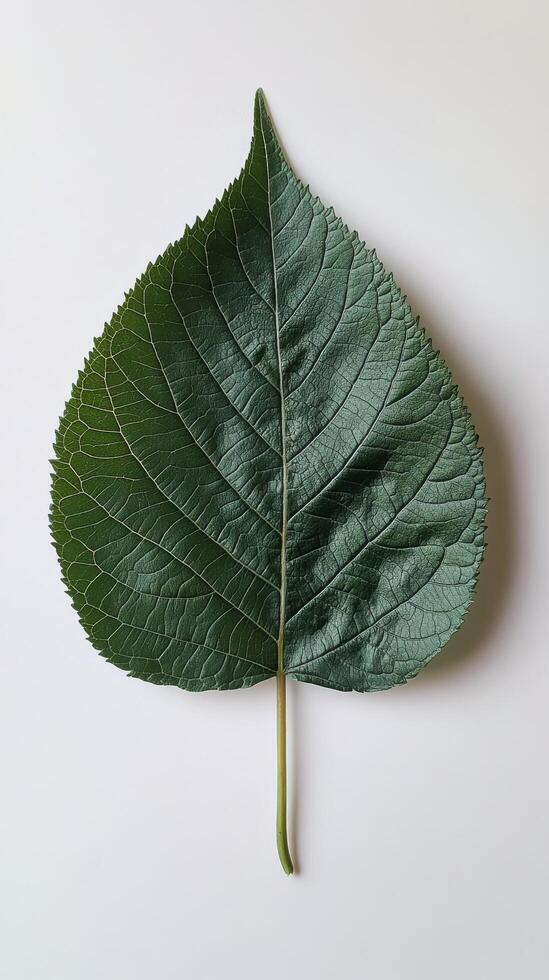 Large green leaf with detailed texture on a white marble background photo