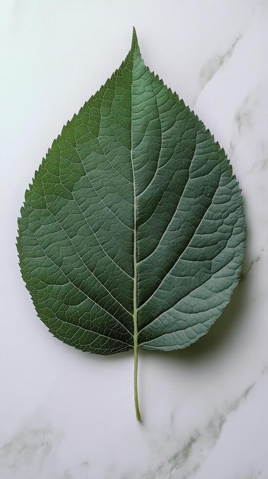 Large green leaf with detailed texture on a white marble background photo