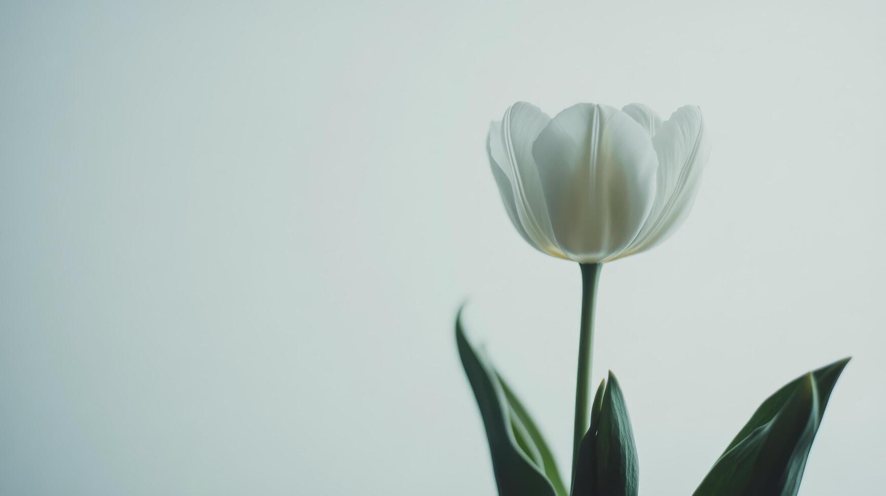 White tulips arranged beautifully against a light background in a serene indoor setting photo