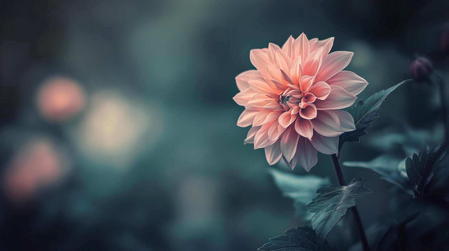 Beautiful pink dahlia blooming in a garden during early evening light photo