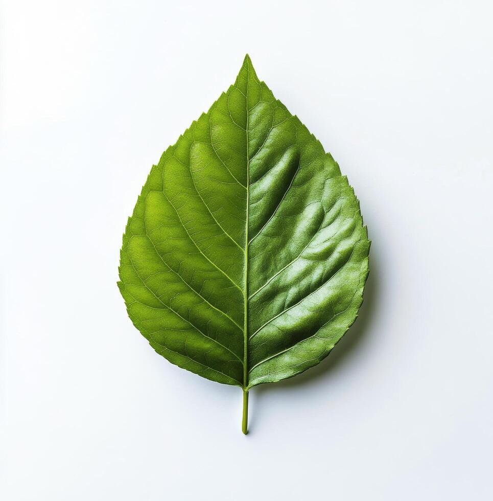 Large green leaf resting on a white surface showcasing intricate vein patterns and vibrant color photo