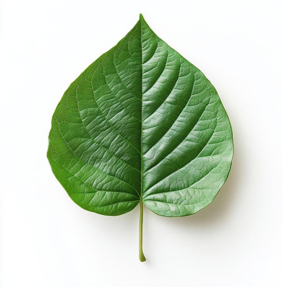 Large green leaf resting on a white surface showcasing intricate vein patterns and vibrant color photo