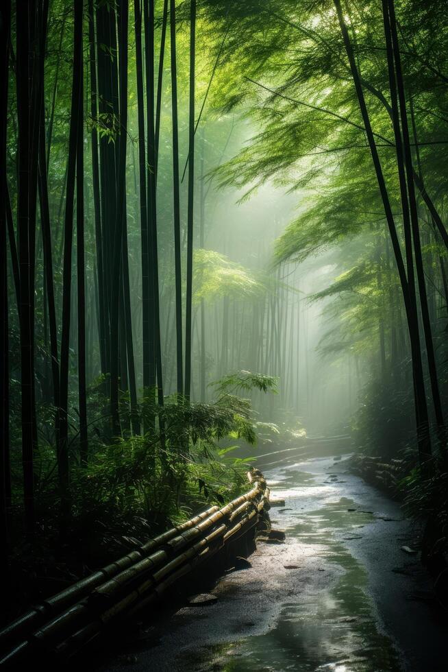 Serene bamboo forest path with flowing stream photo