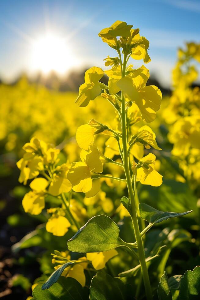 Vibrant yellow mustard flowers blooming in field photo