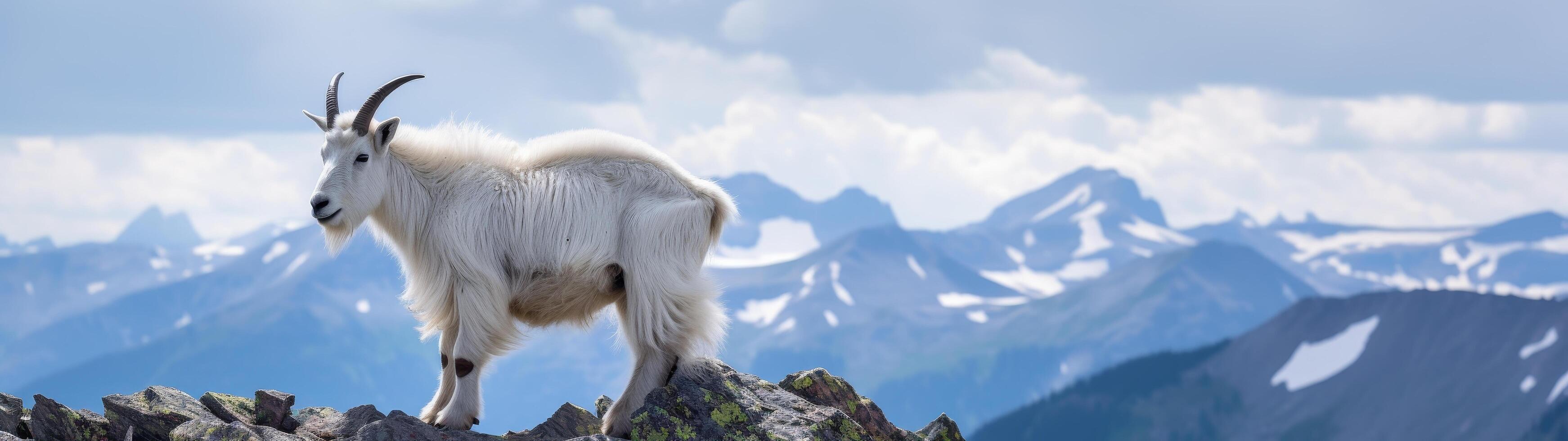 mountain goat standing on rocky cliff with snowy peaks in background photo