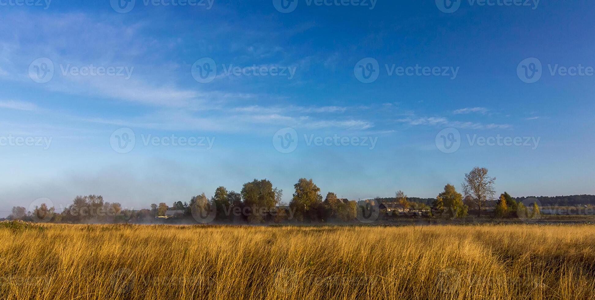 Nature landscape is forest and grass. Beautiful photo