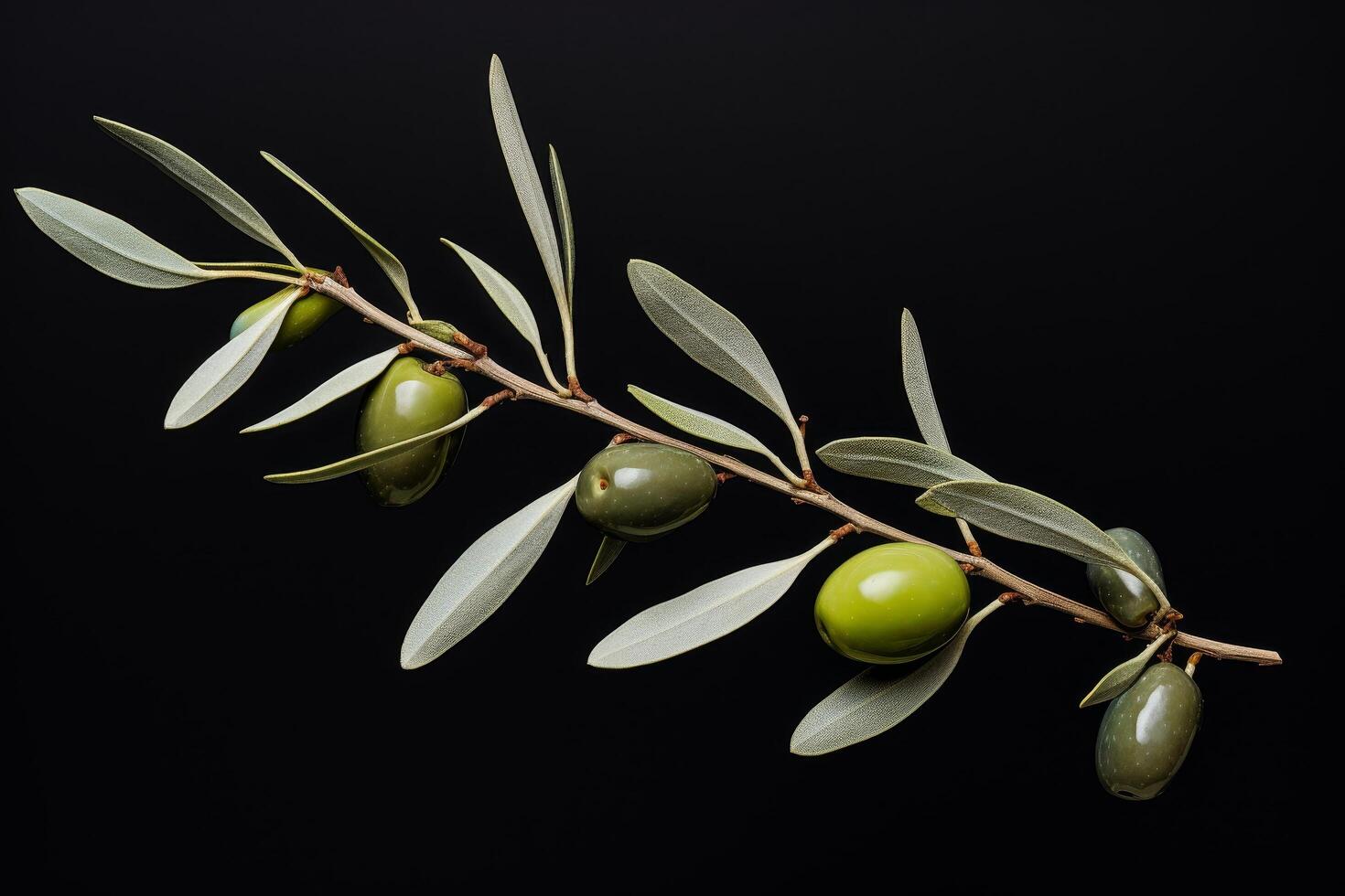 close up of green olives on a branch with leaves photo