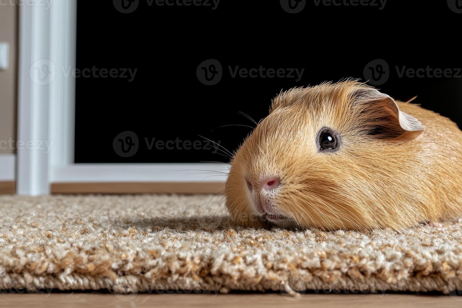 Close up of an adorable guinea pig on a carpet photo