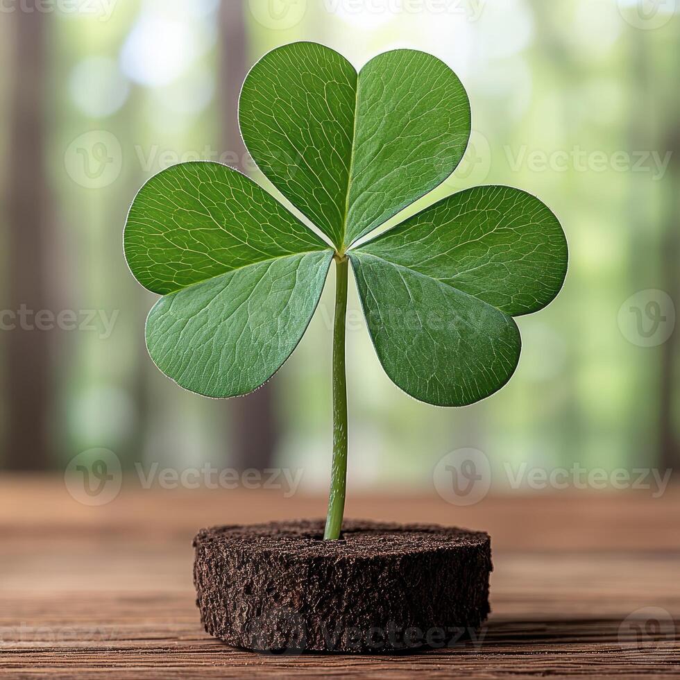 Close up of a three leaf clover plant in a small pot of soil photo