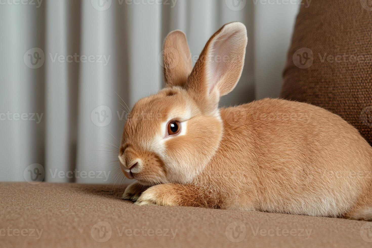 Adorable fluffy brown bunny rabbit relaxing on a couch photo