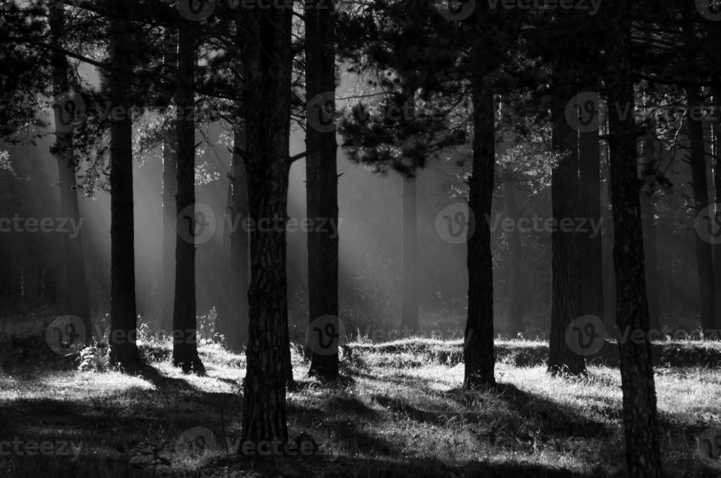 shadow of the coniferous forest. Sunbeams among dark trees. photo