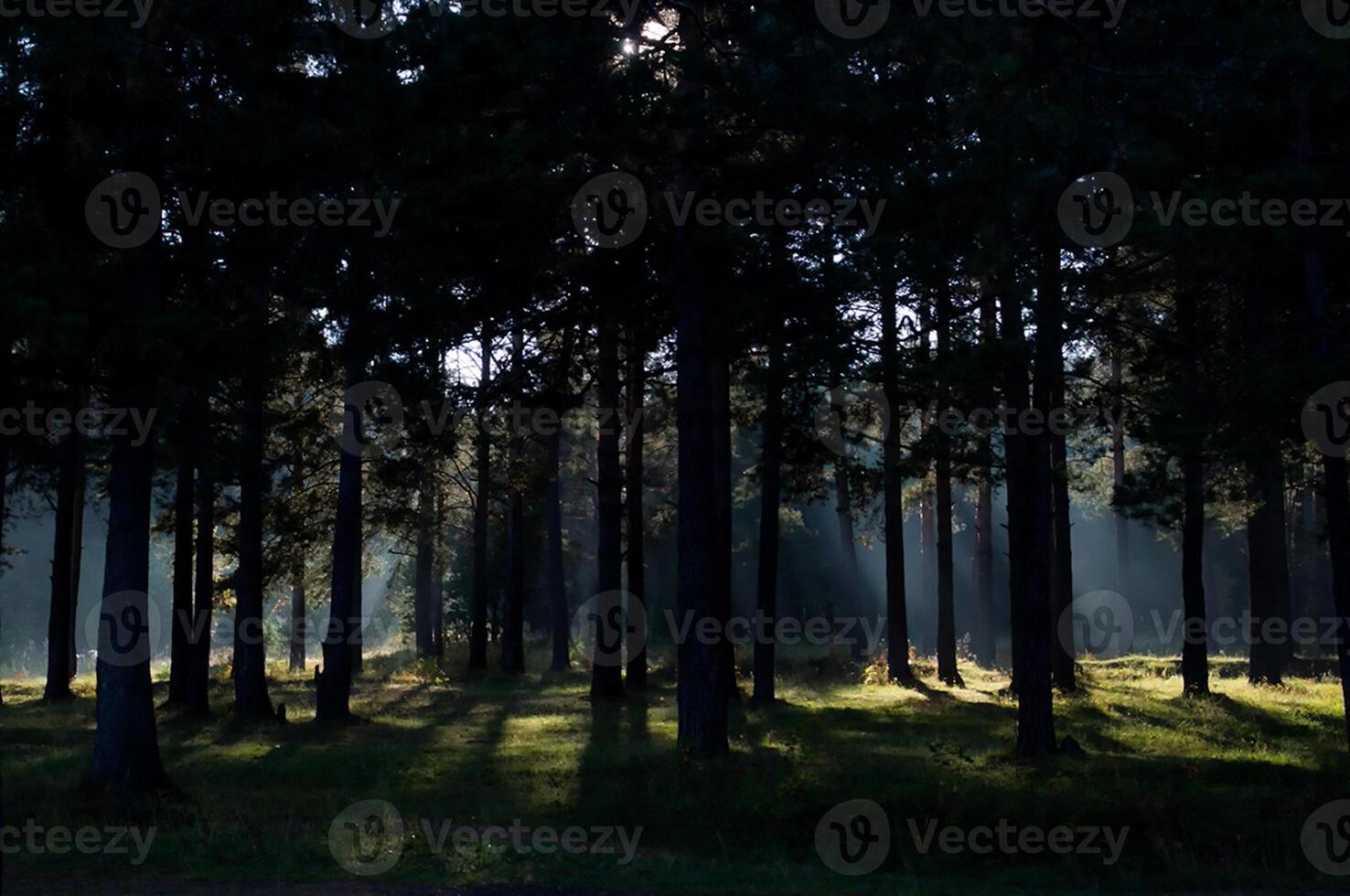 shadow of the coniferous forest. Sunbeams among dark trees. photo