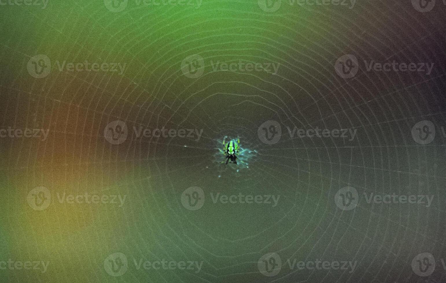 spider in its network sits in the center. The spider's catching net. photo