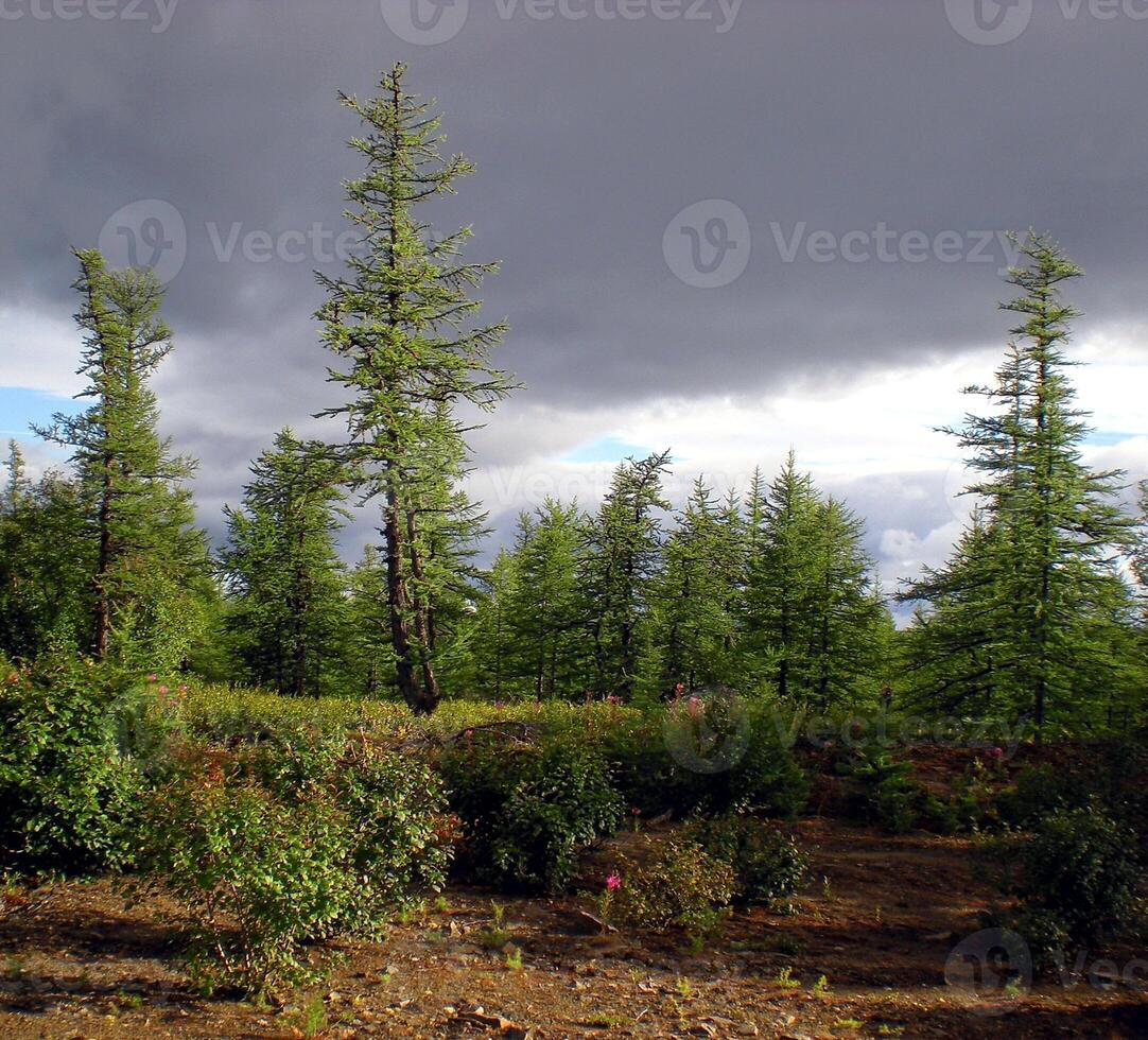 Taiga in Russian north. Coniferous forest in early September in the north. photo