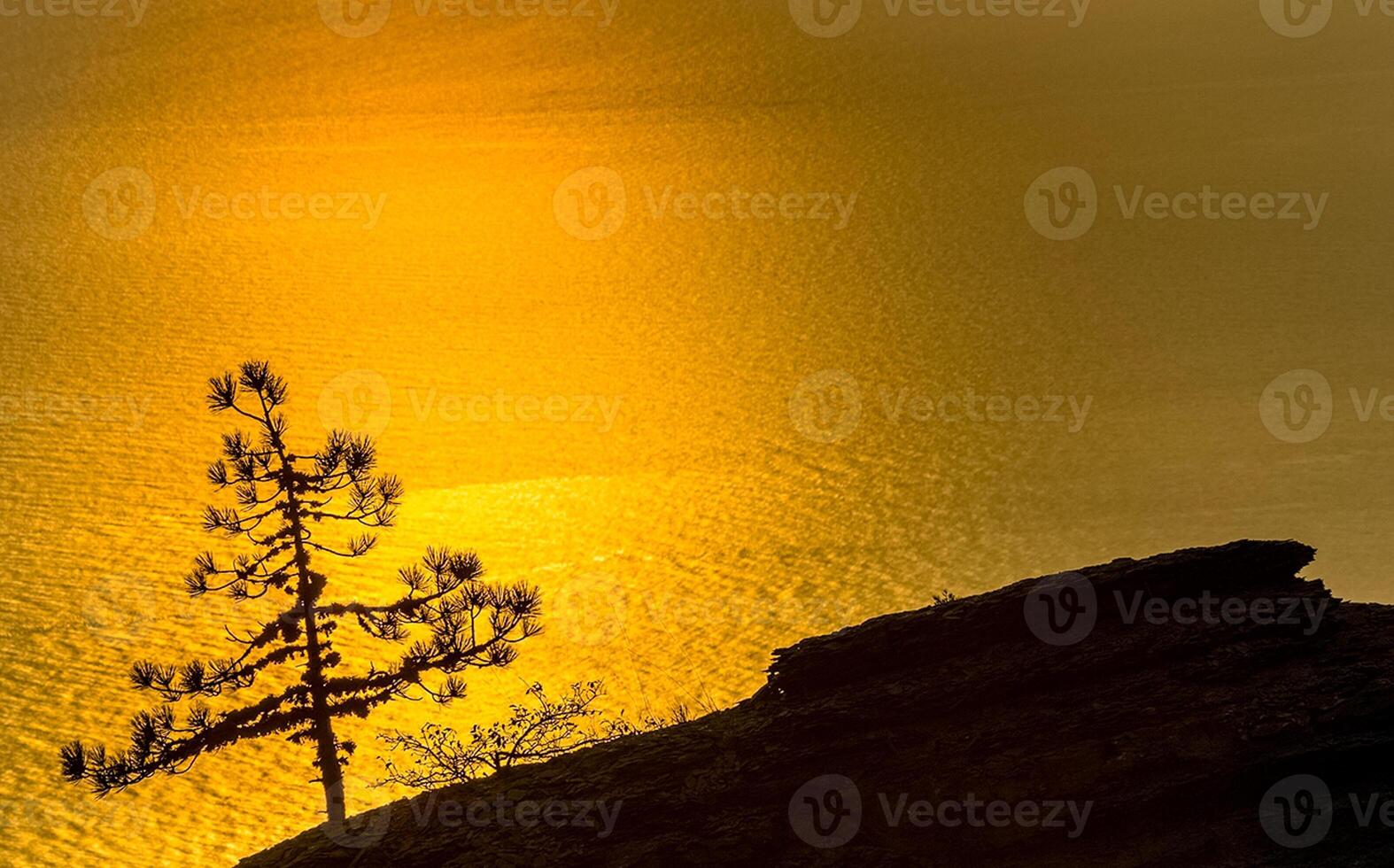 Sunset against pine tree and the sea. photo
