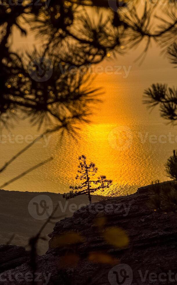 Sunset against pine tree and the sea. photo