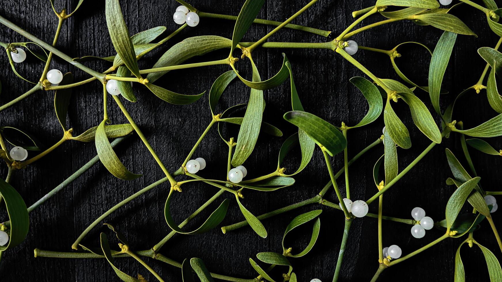 Abstract plant background. Green mistletoe branches on black wooden background, top view. photo