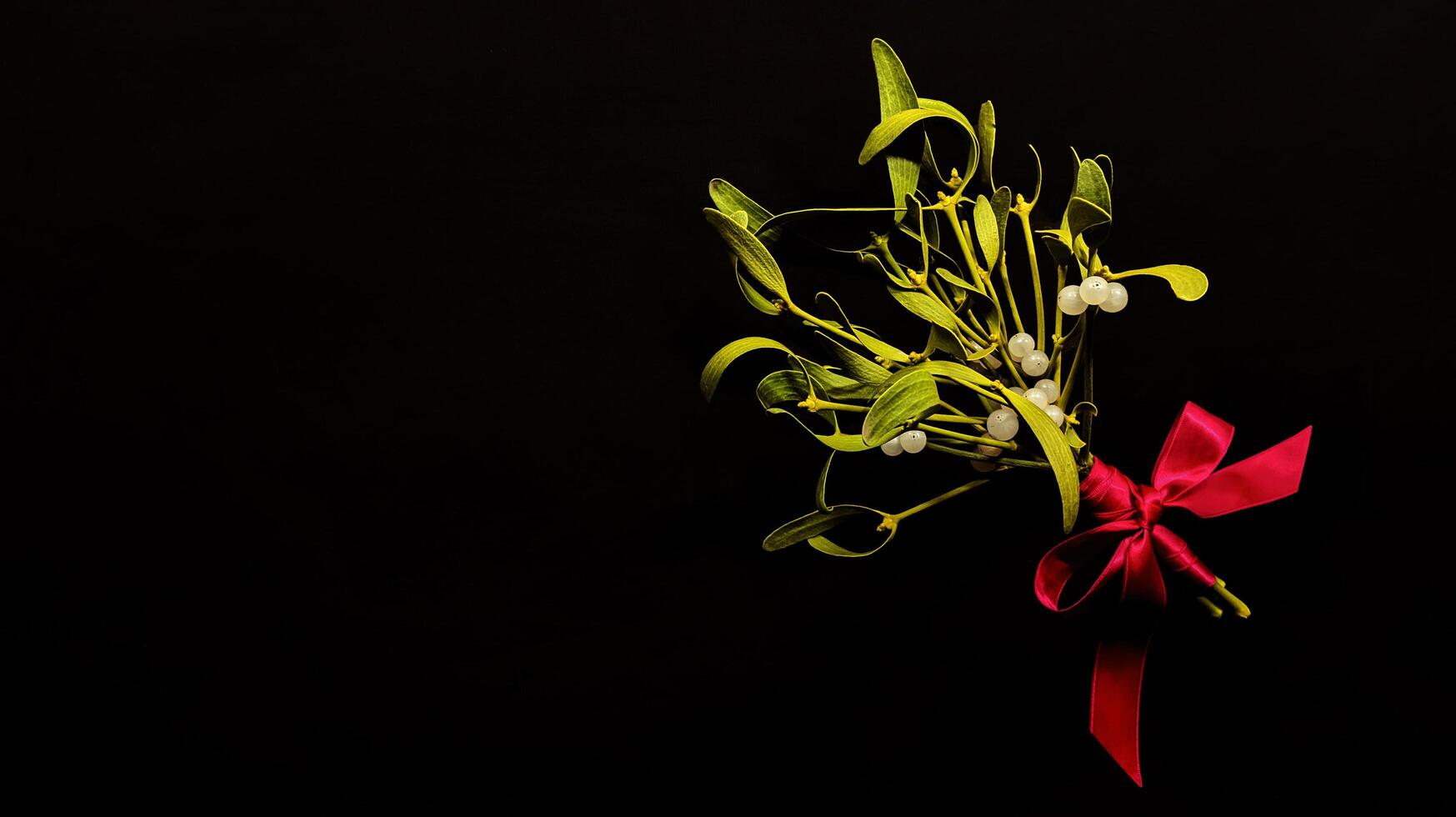 Bouquet of green mistletoe branches with white berries tied with red satin ribbon with beautiful bow on black background. photo