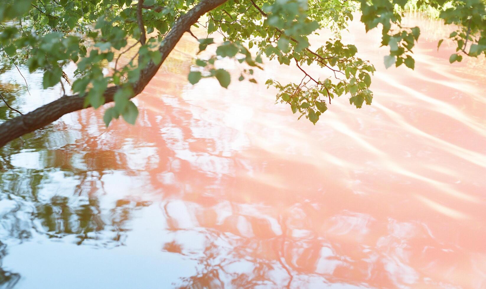 A tree is reflected in the water of a pond photo