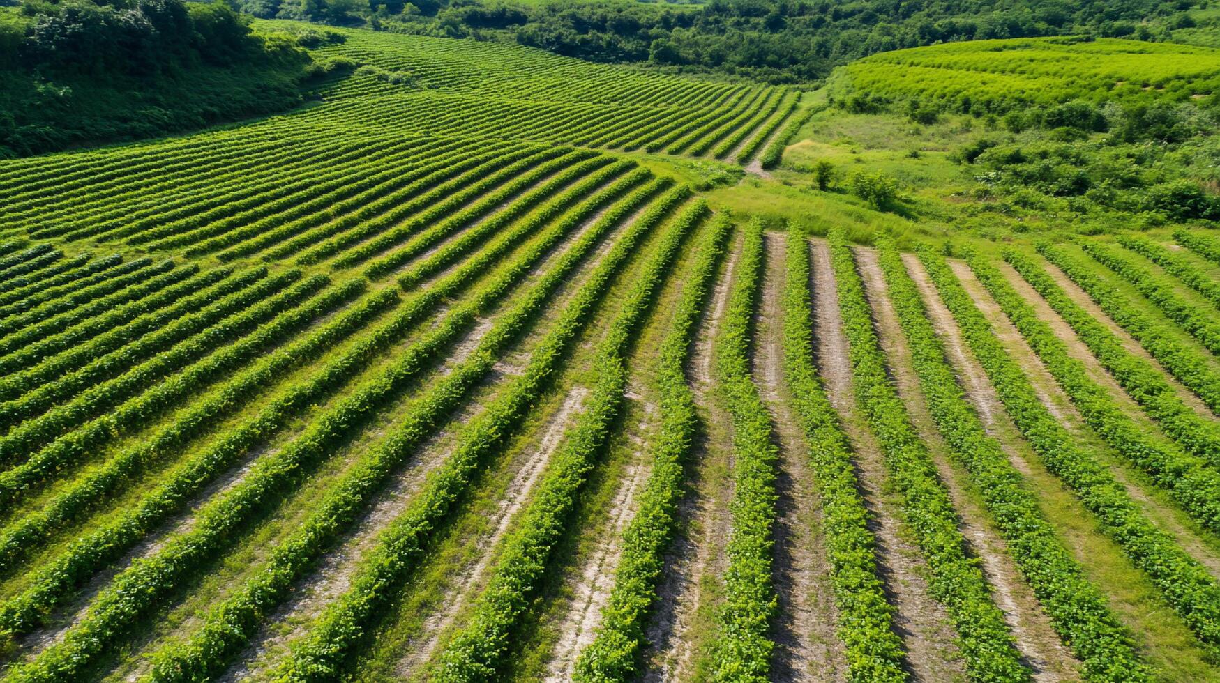 Aerial view of lush green vineyards in a rural landscape. photo