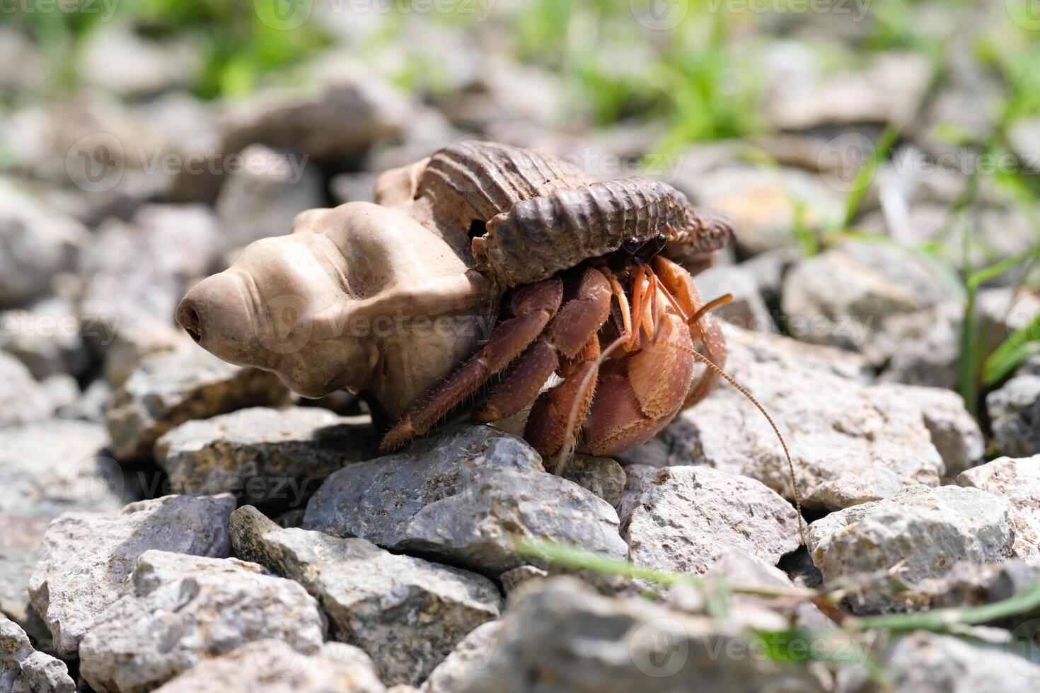 Purple Orange Hermit Crab of Coenobita violascens on split rocks. Medium sized sunset colored hermit crab exploring rocky ground. Unique and exotic animals. Pet hermit crab. Macrophotography Theme photo
