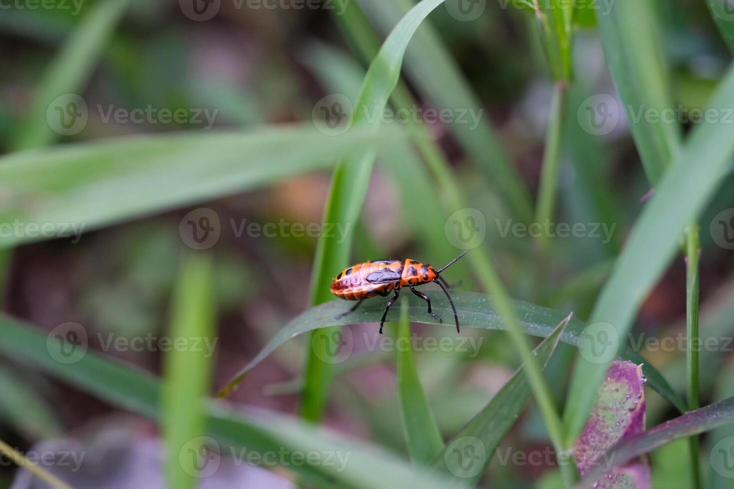 Dysdercus cingulatus insect perched on a leaf stem. Insect with red back and a little black pattern. Cotton plant pest. Closeup shot. Macrophotography Themes photo