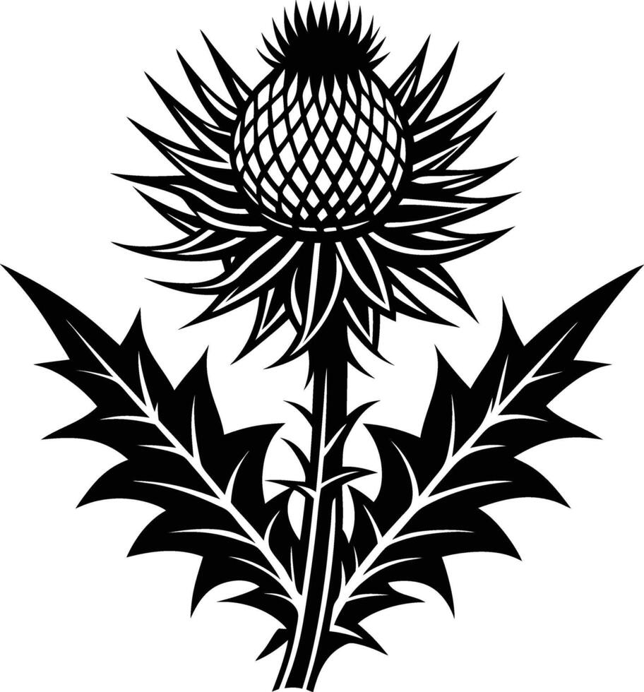 Thistle Flower Isolated vector