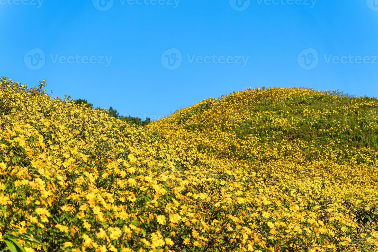 Tree marigold field blooming on hill and blue sky in sunny day photo
