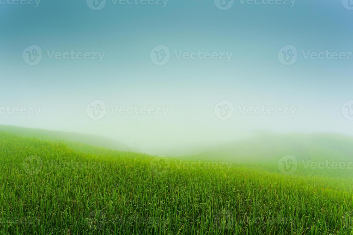 Lush rice field terraces with foggy in the morning photo