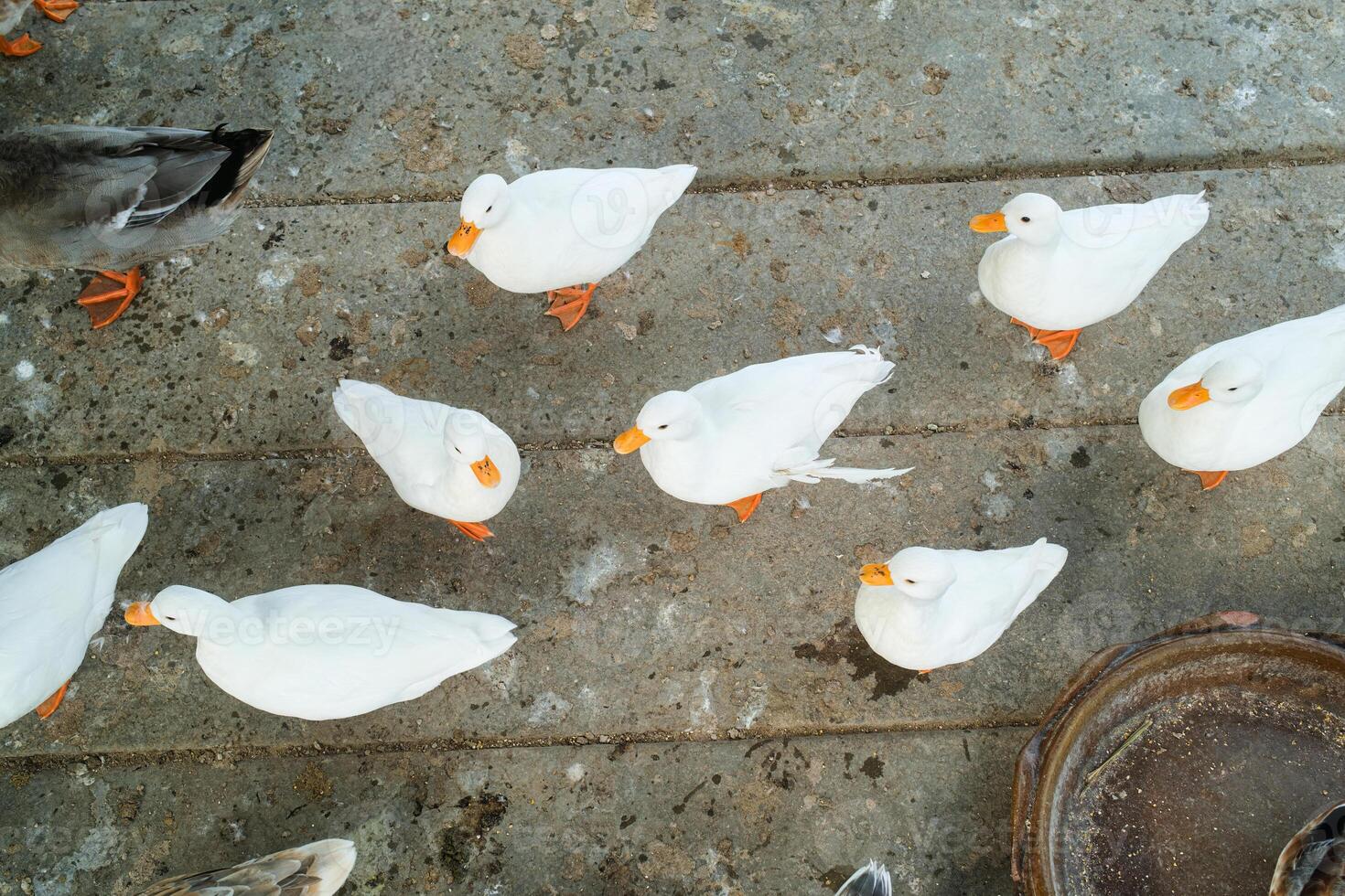 Flock of ducks raised in a pen near the wetland photo
