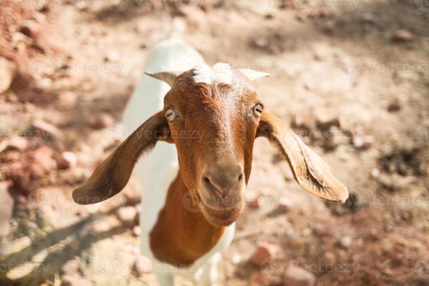 Curious goat gazing upward in the stall photo