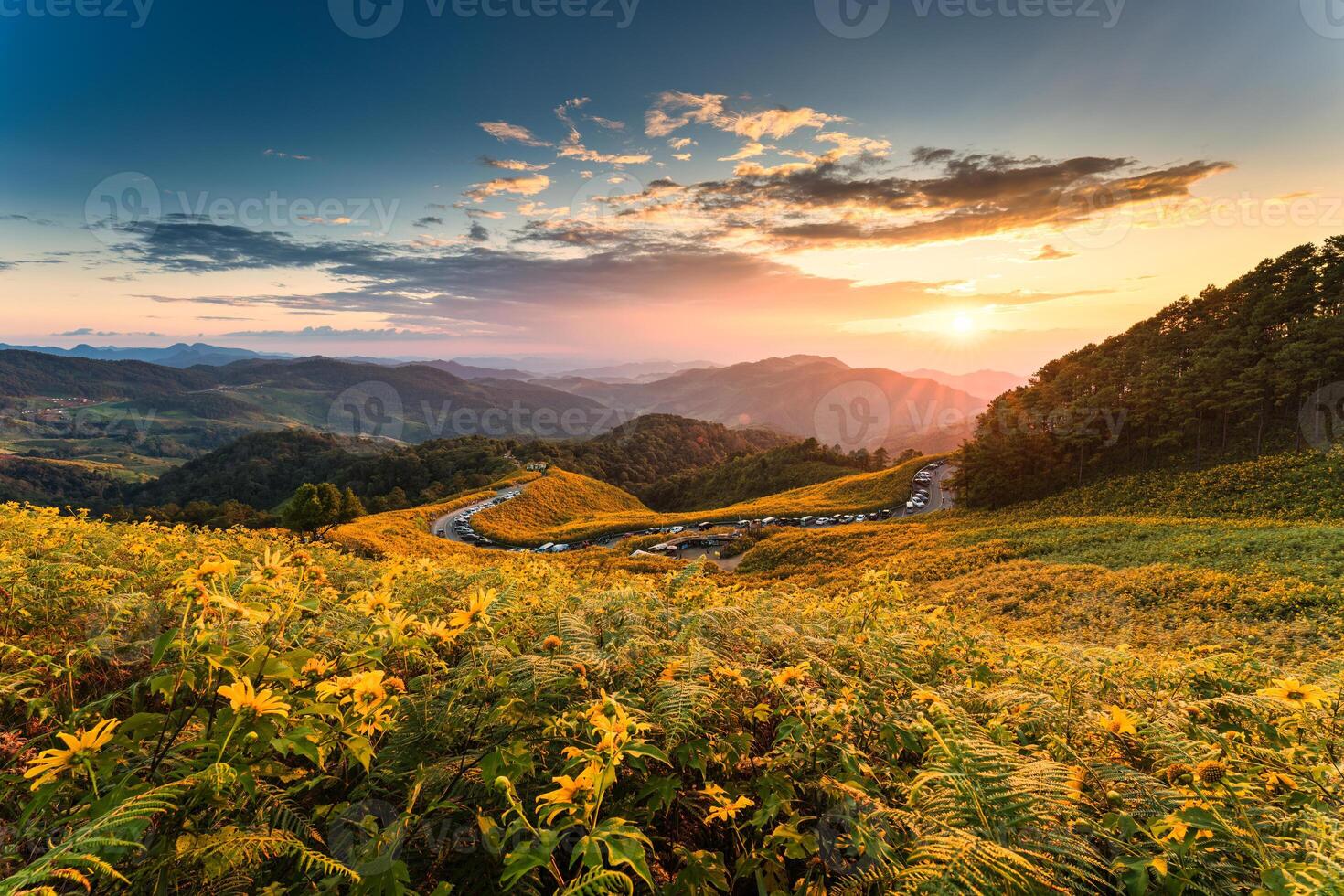 Sunset over field of Tree Marigold blooming on hill at Doi Mae U Kho, Mae Hong Son photo