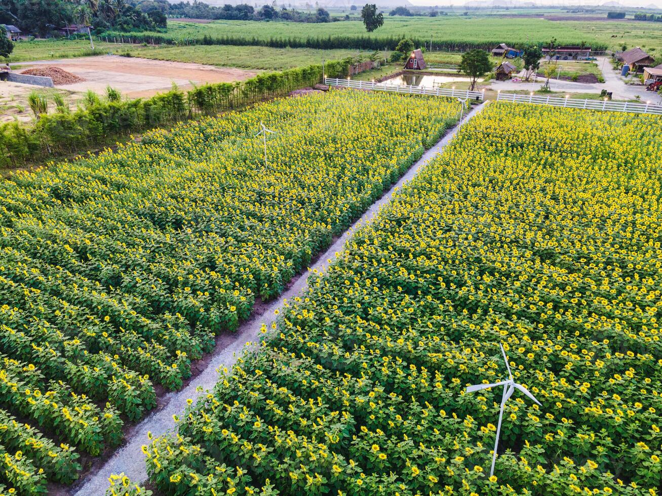 Sunflower blooming in plantation field and pathway through it in countryside photo